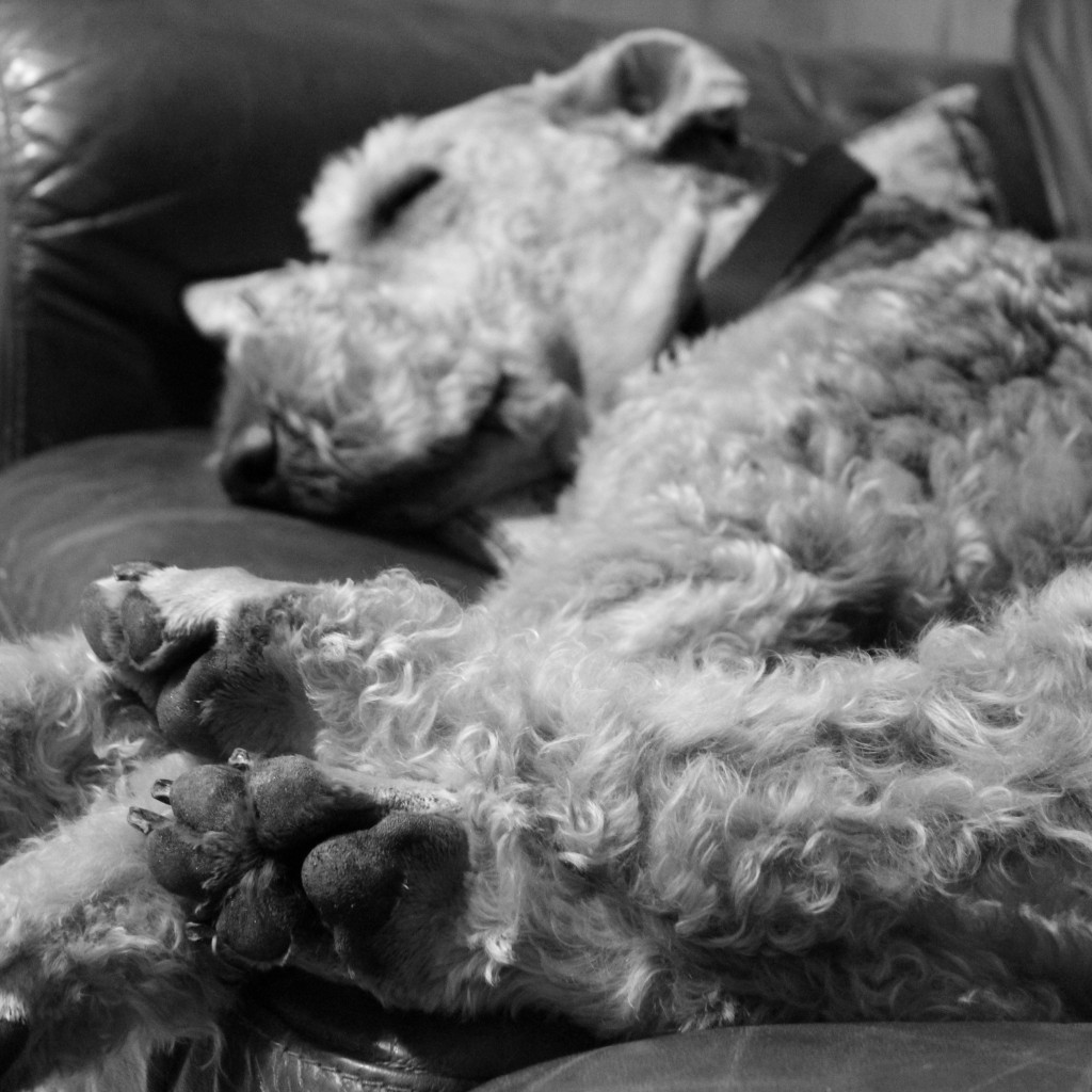 A sleeping Airedale.  She's probably dreaming of chasing a squirrel in the wood pile.